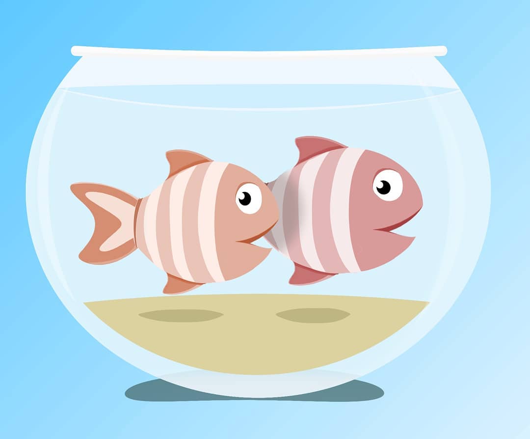 Fish bowl